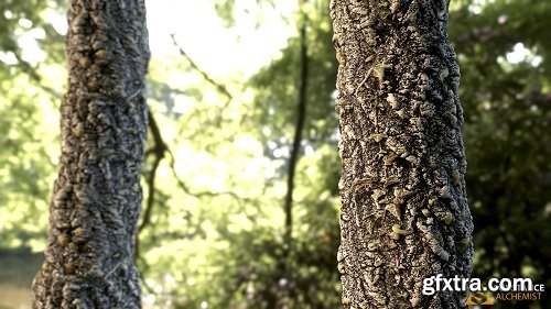 Tree Trunk - PBR Material