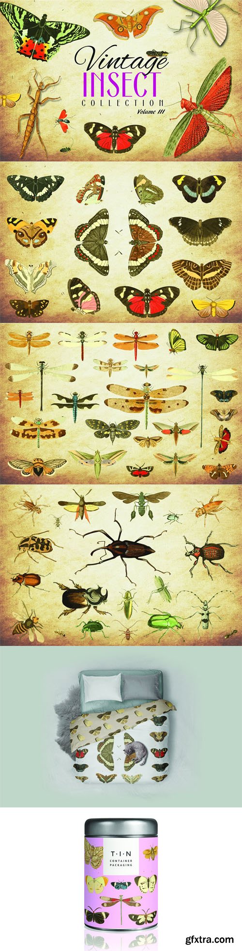 CM - 172 Vintage Insect Vector Collection Vol.3