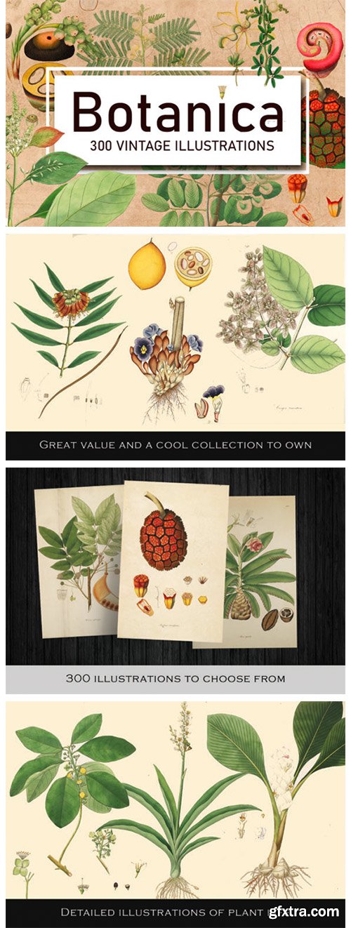 300 Antique Botanical Illustrations 1946465