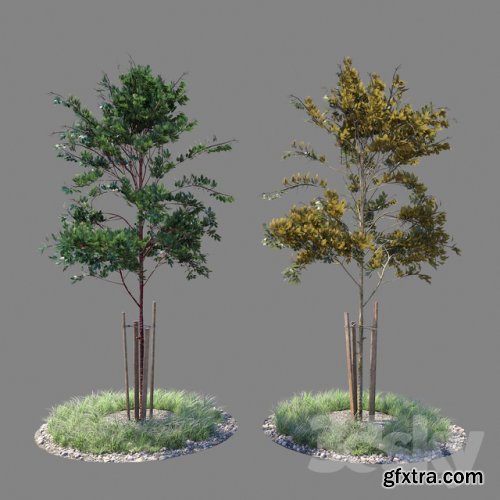 Young tree 04 3d model