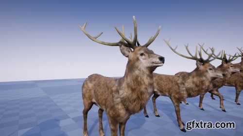 Forest Animals Pack