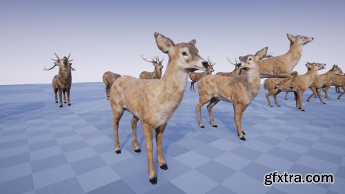 Forest Animals Pack