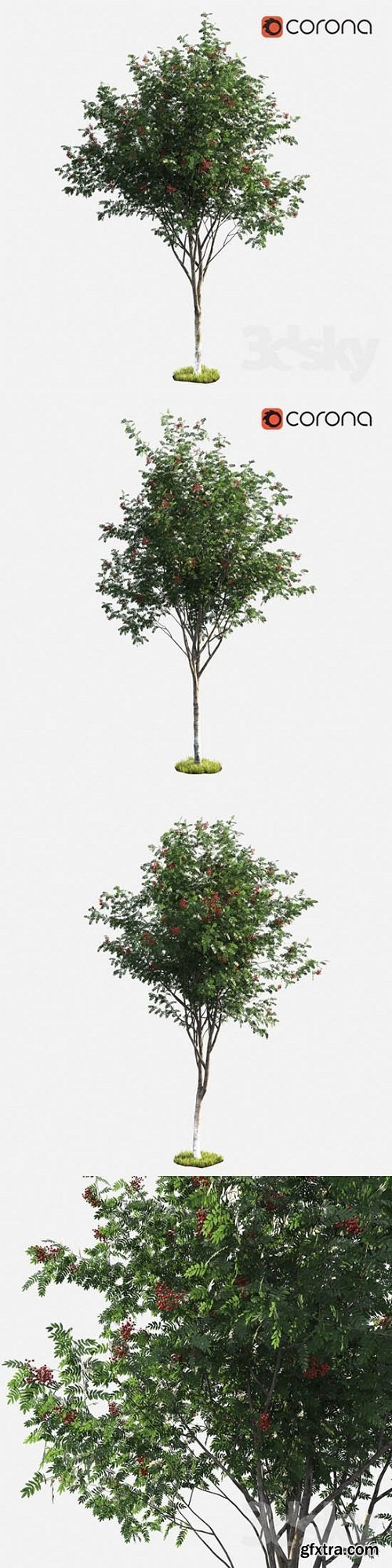 Rowan Tree 3d model