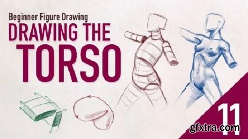 Beginner Figure Drawing - Drawing The Torso