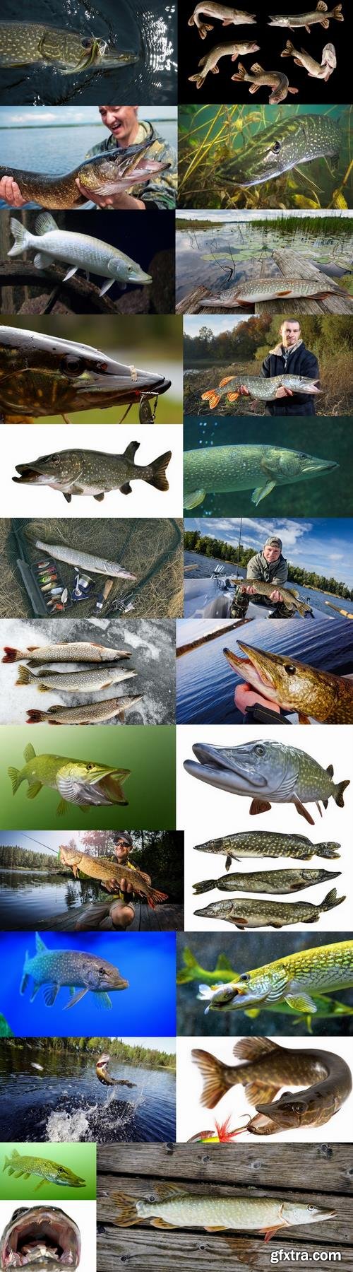 Trophy pike fishing mining 25 HQ Jpeg