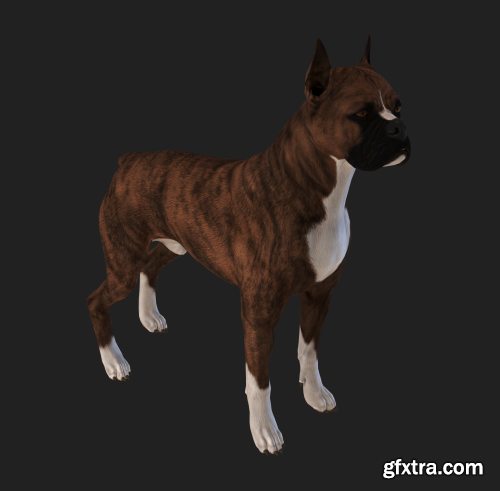 Bull Terrier 3D model