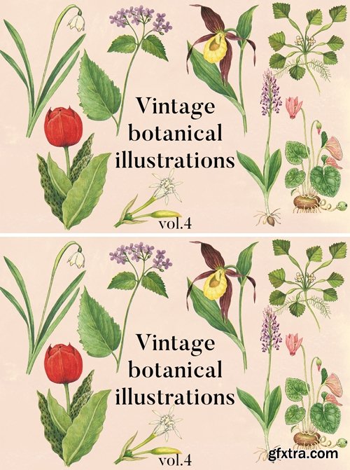 Vintage Botanical Illustrations Vol.4