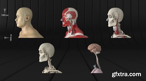 Videohive - Human Body and Organs - 20727612