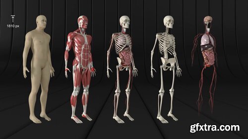 Videohive - Human Body and Organs - 20727612