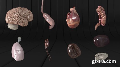 Videohive - Human Body and Organs - 20727612