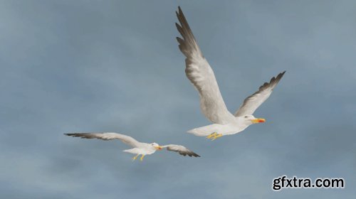 Bird Flock: Seagull