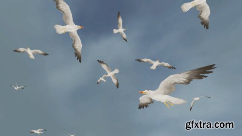 Bird Flock: Seagull