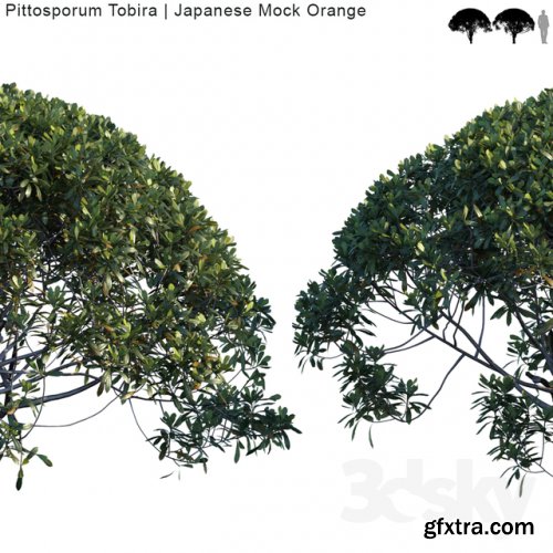 Pittosporum Tobira | Japanese Mock Orange var2 3D model