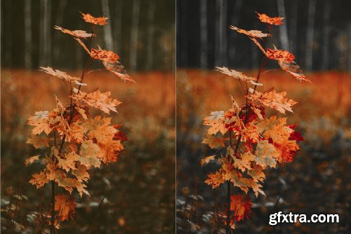 CreativeMarket - Autumn Lightroom Presets 4162313