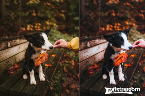 CreativeMarket - Autumn Lightroom Presets 4162313