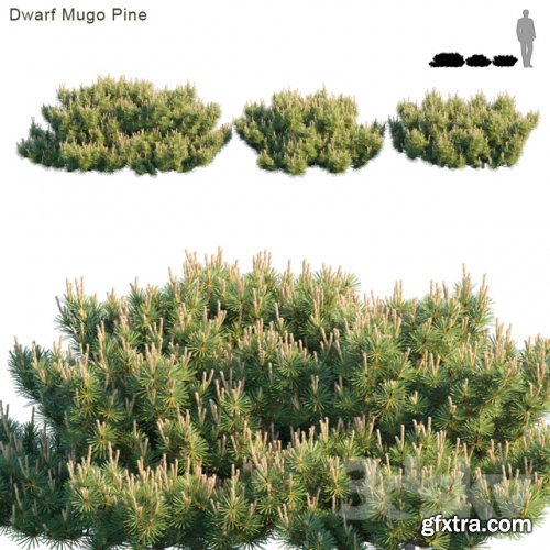 Dwarf Mugo Pine | Creeping pine 3d model