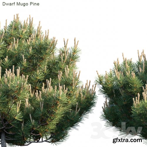 Dwarf Mugo Pine | Creeping pine 3d model