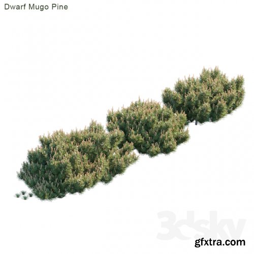 Dwarf Mugo Pine | Creeping pine 3d model