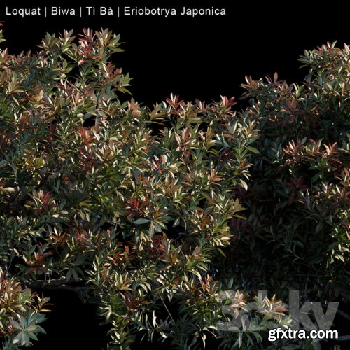 Loquat | Biwa | Eriobotrya japonica 