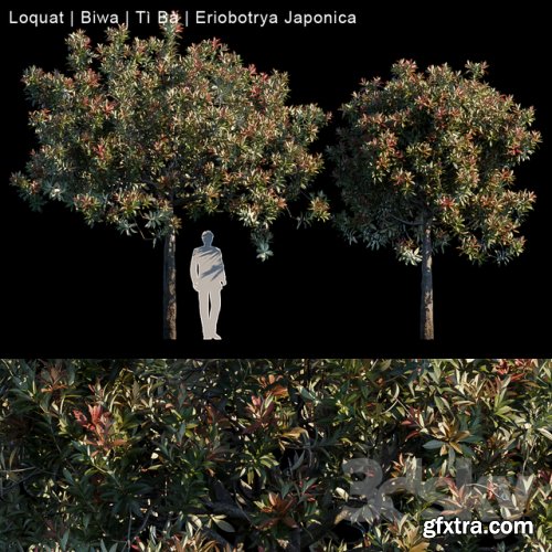 Loquat | Biwa | Eriobotrya japonica 