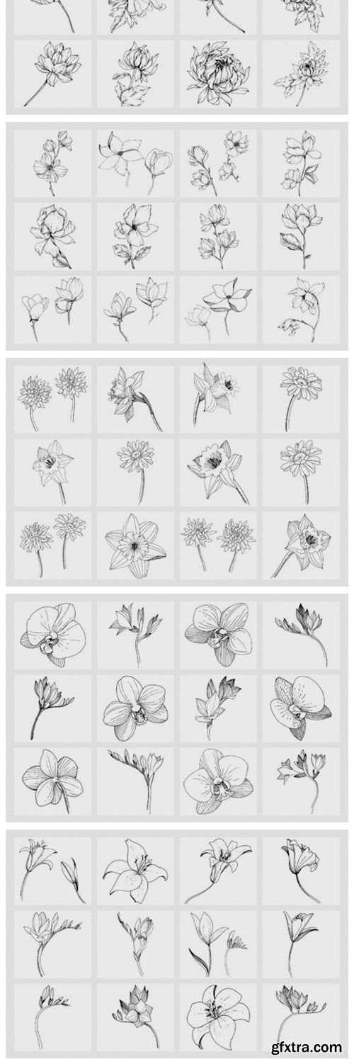 Vector Illustration of Freesia Flower 2126510