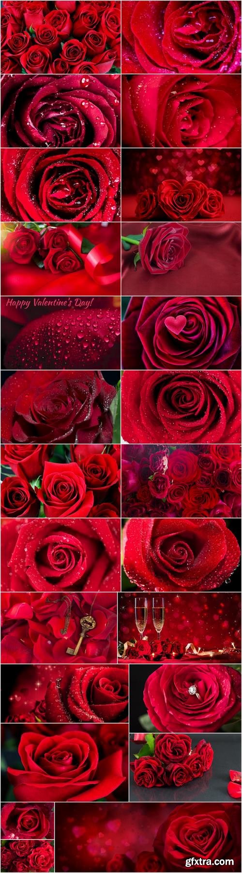 Rose background is Valentines Day gift petal red flower 25 HQ Jpeg