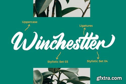 CM - Aimchestar - Script Font 4464407