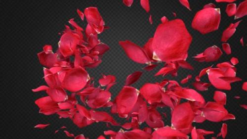 Videohive - Rose Petal Transitions Pack