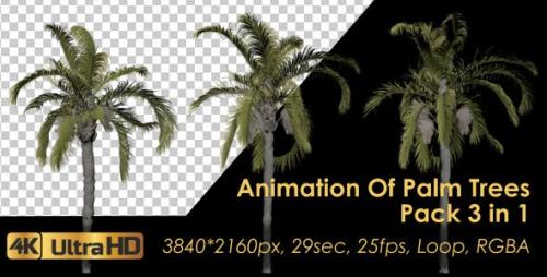 Videohive - Animation Pack Of Palm Trees