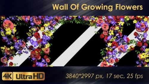 Videohive - Wall Of Growing Flowers