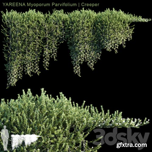 YAREENA Myoporum Parvifolium creeper | 5 module