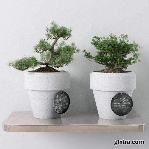 Bonsai 02 3D Model