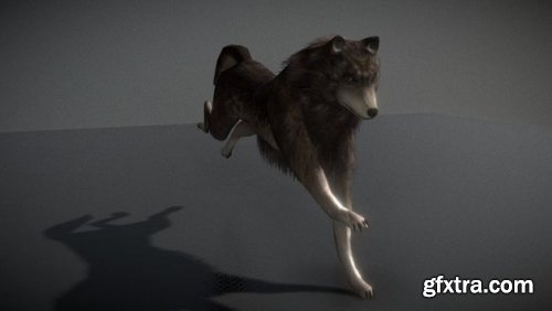 Animated Wolf 3d model