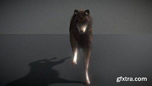 Animated Wolf 3d model