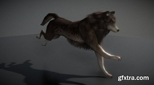 Animated Wolf 3d model