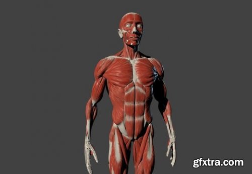 Male Body 3D model