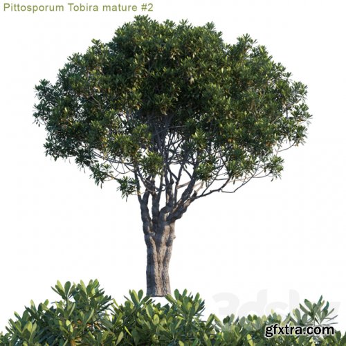 Pittosporum Tobira mature # 2