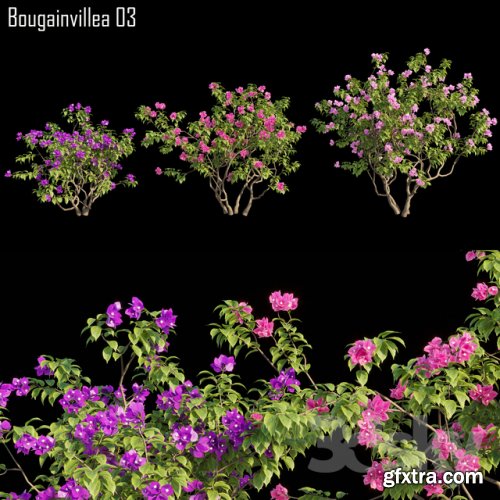 Bougainvillea 03