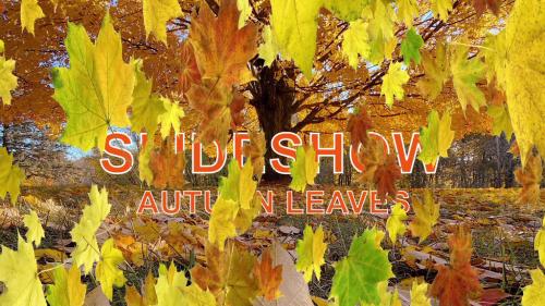 Autumn Leaves Transitions - Slideshow - 14004955