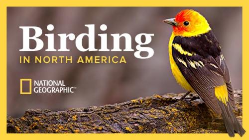 TheGreatCoursesPlus - The National Geographic Guide to Birding in North America