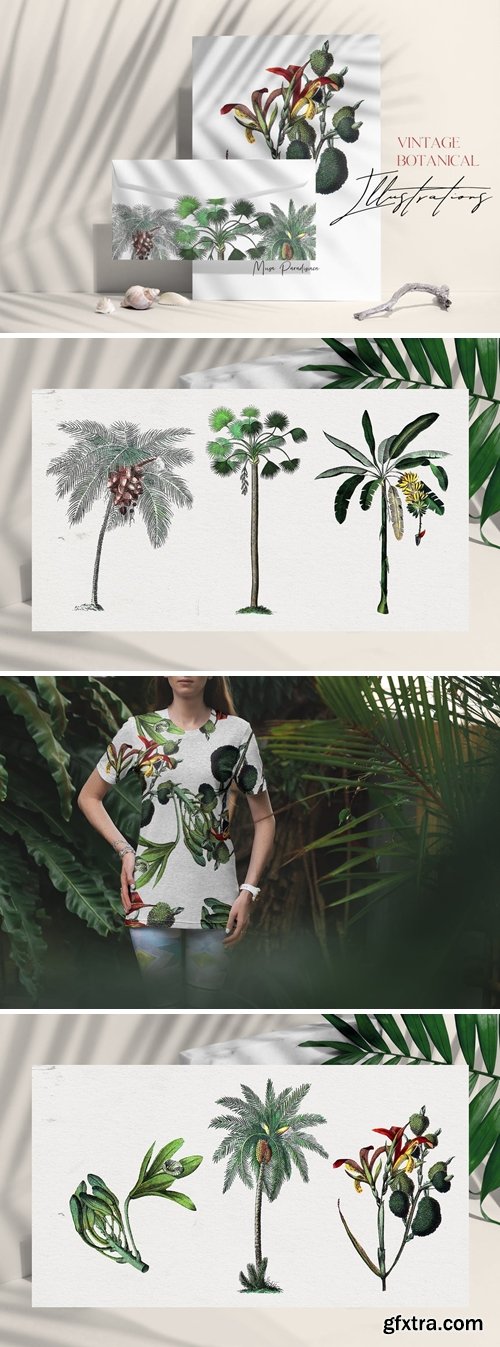 Vintage palms - tropical illustrations set