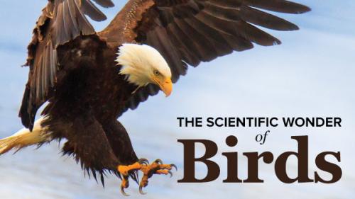 TheGreatCoursesPlus - The Scientific Wonder of Birds