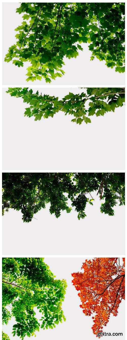 175 Green Tree Branches Overlays 3012062