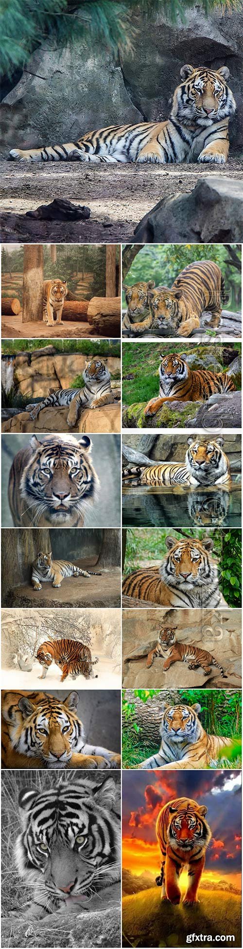 Tigers, predatory animals beautiful stock photo