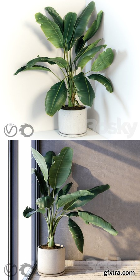 Plant Strelizia in a concrete pot