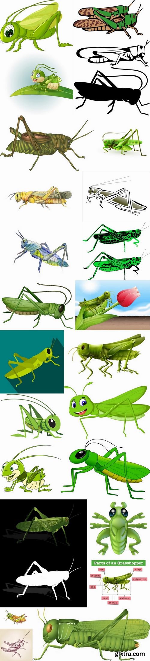 Locust grasshopper insect pest a vector image 25 EPS