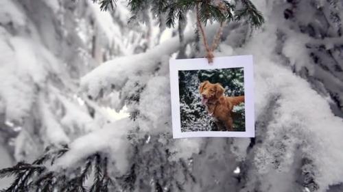 Photos in the winter forest - 12519846