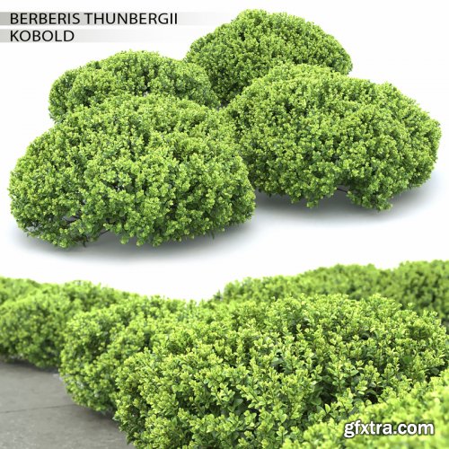 Turbosquid - Berberis Thunbergii Cobold 3D model