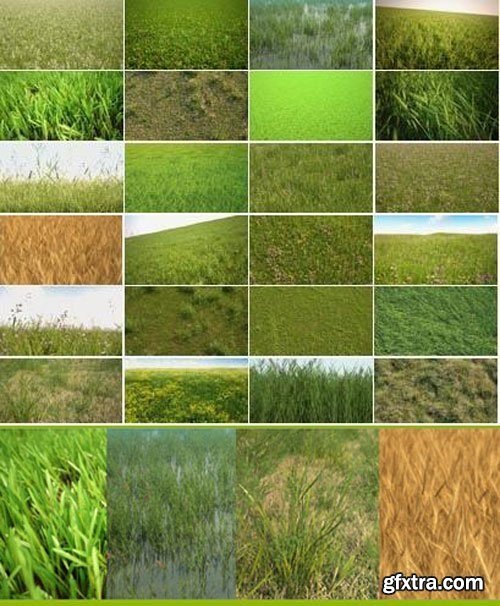 R & D Group iGrass vol.1: 3D Models of Grass, Field Plants