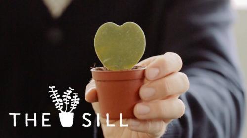 SkillShare - Happy Houseplants: Caring For Your Plants - 2039942571